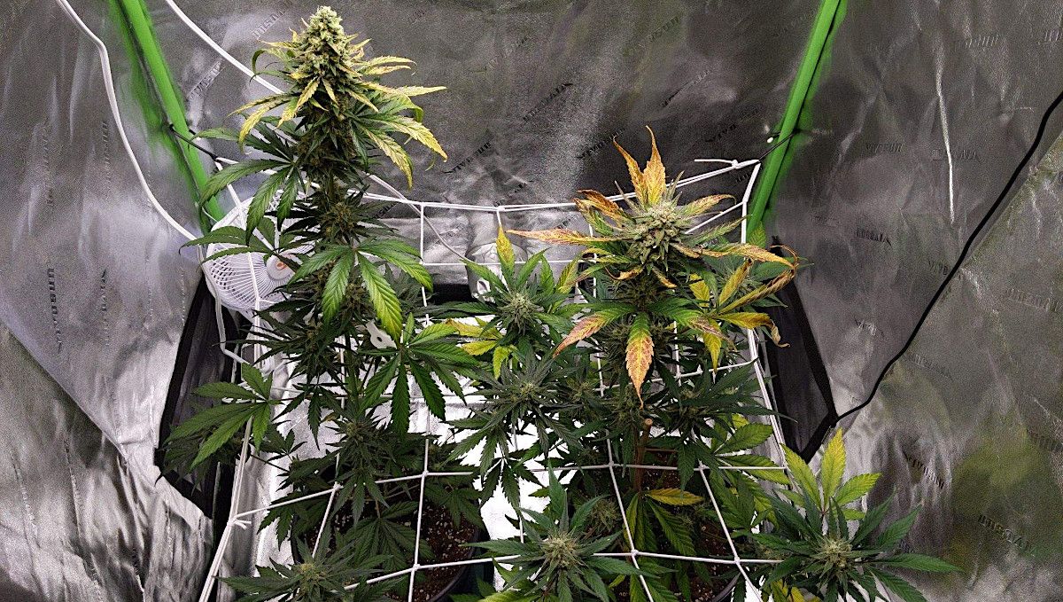 Forbidden Runtz Auto 대마 스트레인 주차별 가이드: 수확 임박 스크로그 네트 안의 마른 오토플라워
