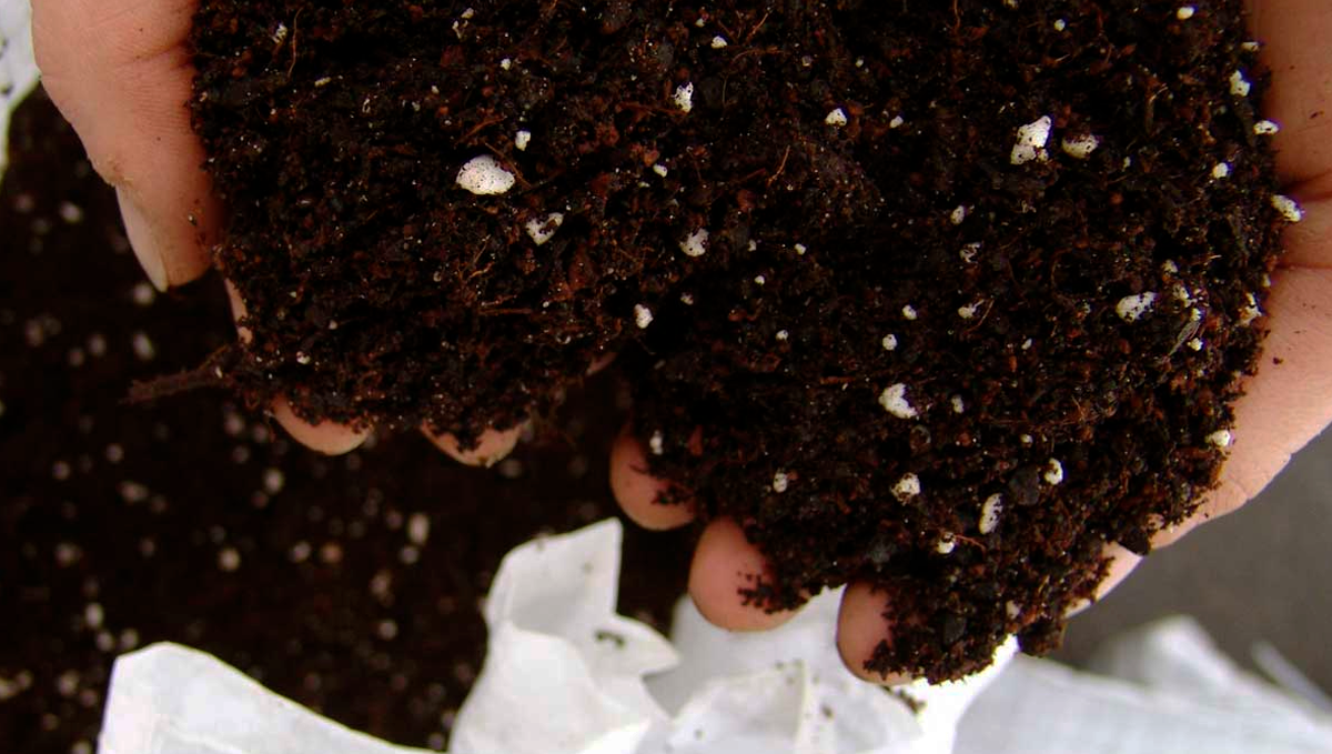 The top 5 best ways to increase your autoflower cannabis yield: use high-quality soil