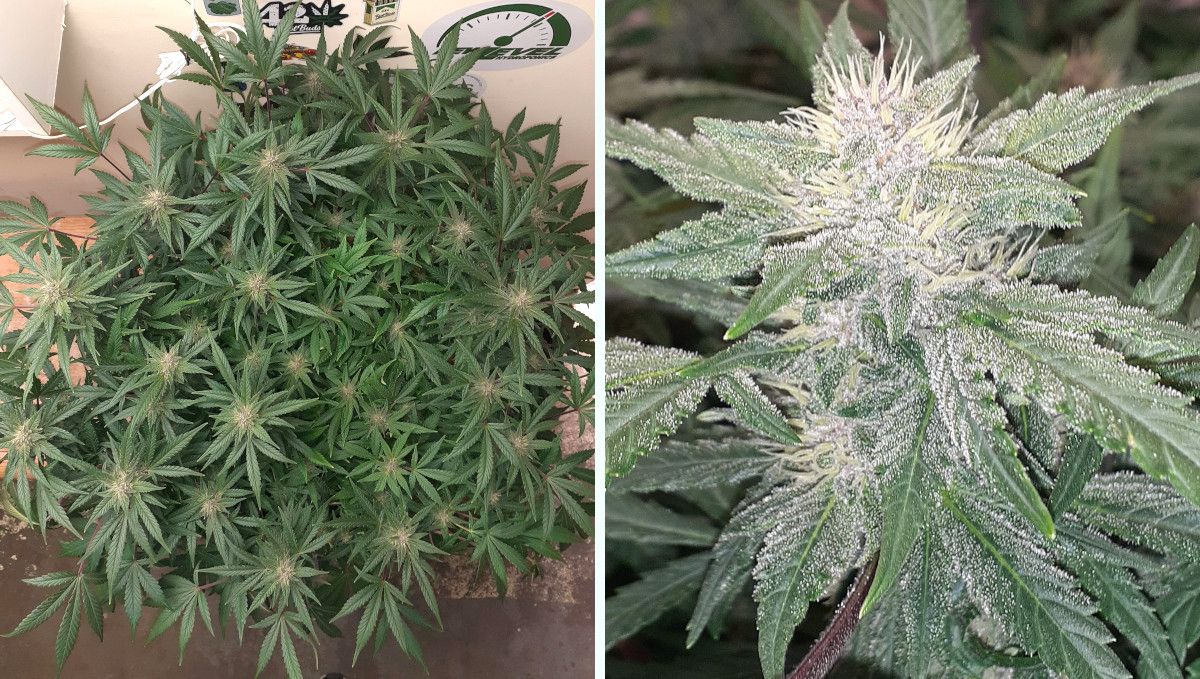 Tropicana Cookies Auto 대마 스트레인: 중기 개화(벌크) | 8-9주차 | 여러 가지 굵은 가지를 가진 오토플라워 및 성숙 꽃 근접