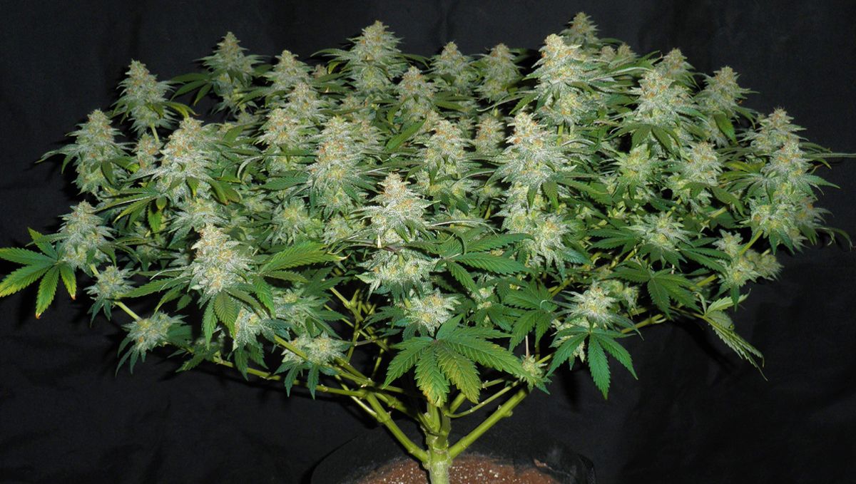 The lifecycle of the auto plants plant: week 10 to week 11