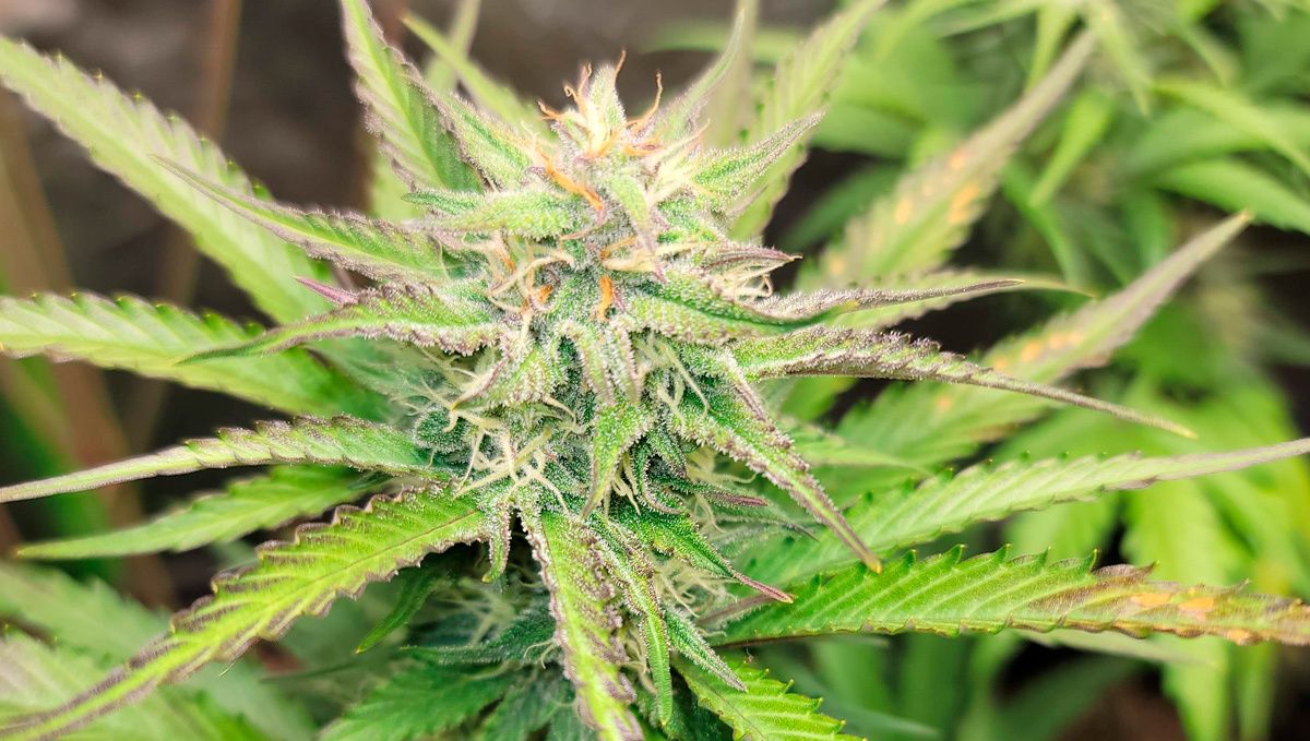 Blueberry auto week-by-week guide: flowering stage week 2
