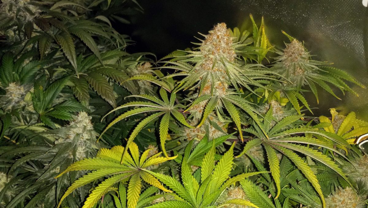 Gorilla Cookies FF cannabis strain: ripening and harvest | a maturing indoor marijuana plant with many brown pistils on its cola
