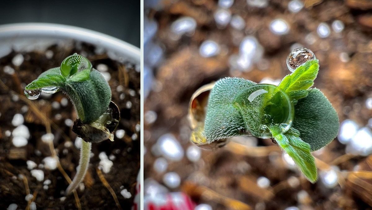 Strawberry Gorilla Auto Cannabissorte: Keimung und Keimlingsphase | Woche 1 | Ein Keimling hat dank gr&uuml;ndlichem Bespr&uuml;hen die Schale abgeworfen