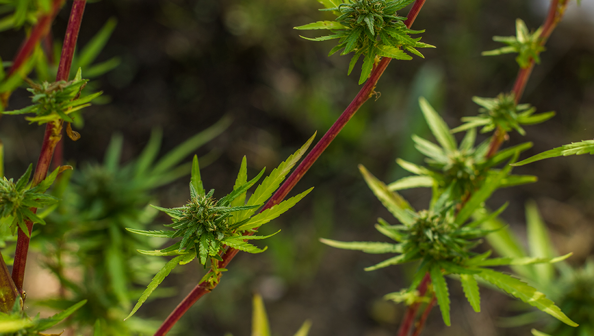 Weed in greece: medicinal cannabis in greece