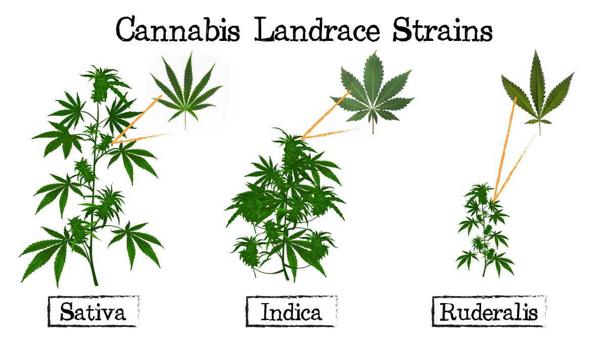 Plants breeding: sat vs ind vs ruderalis