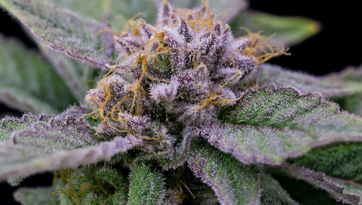 Lõplik juhend autoflower kanepi kasvatamiseks: Õigete seemnete valik