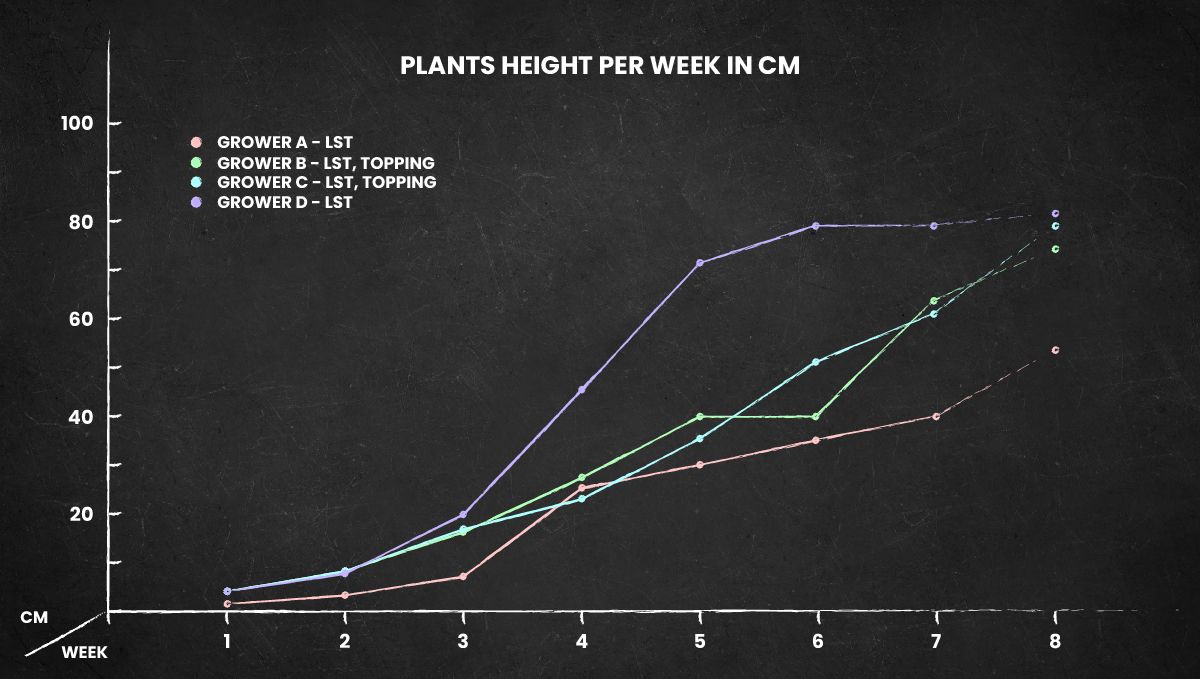 Cream Cookies Auto cannabis strain: height chart for the whole life cycle