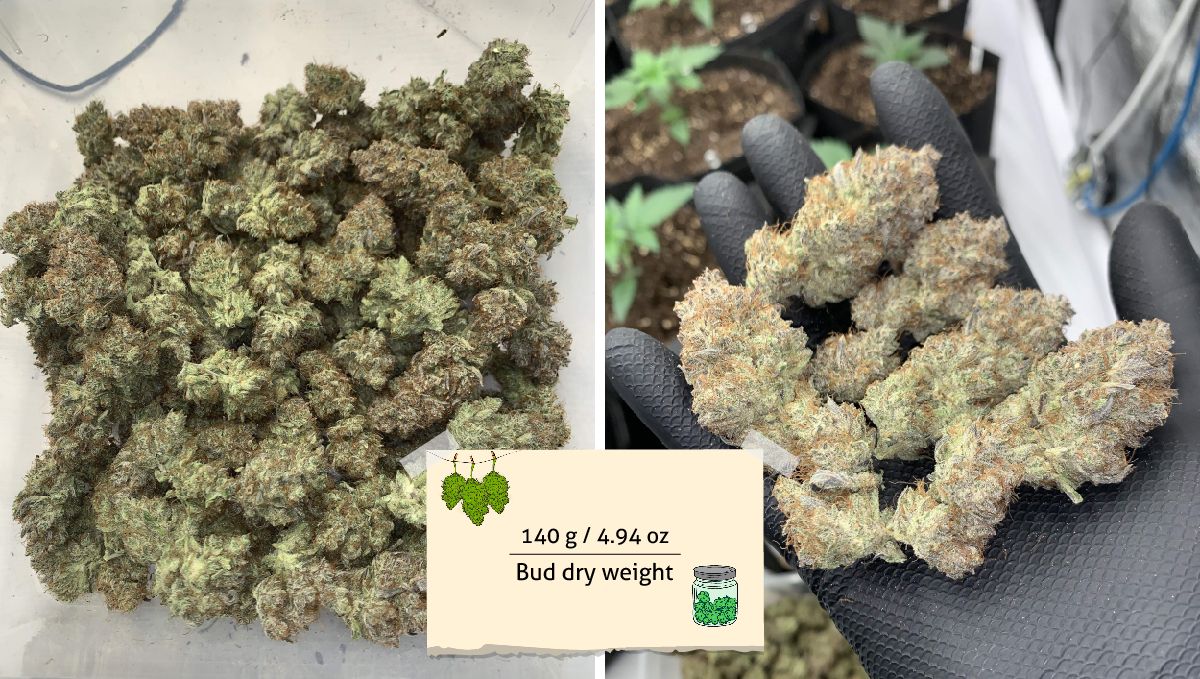 Strawberry Gorilla Auto Cannabissorte: Ertrag | Getrocknete und fermentierte Marihuanaknospen