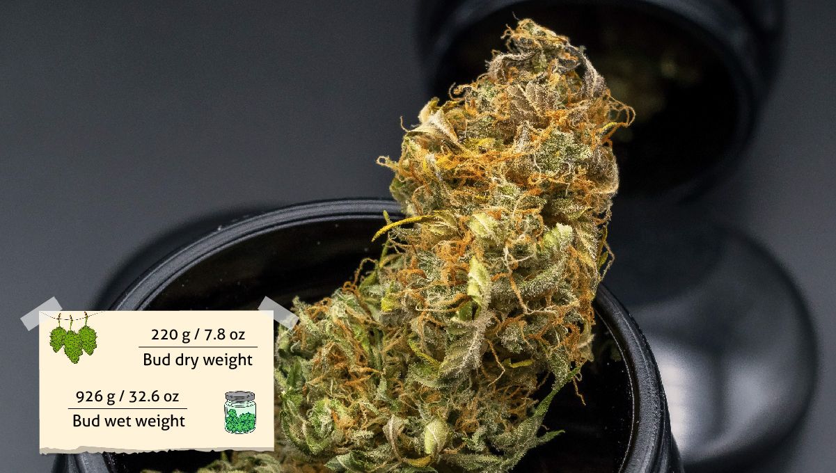 Gorilla Cookies Auto Plants Seed Week-by-Week Guide: Bud in a grinder