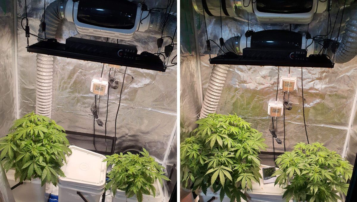 Pineapple Express Auto cannabis-variant: midtvekst | uke 3-4 | kraftig vekst i DWC