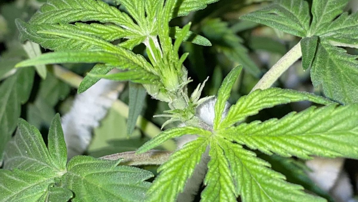 Pineapple Express Auto cannabis-variant: overgang (pre-blomstring) | uke 5 | første pistiller på greinene