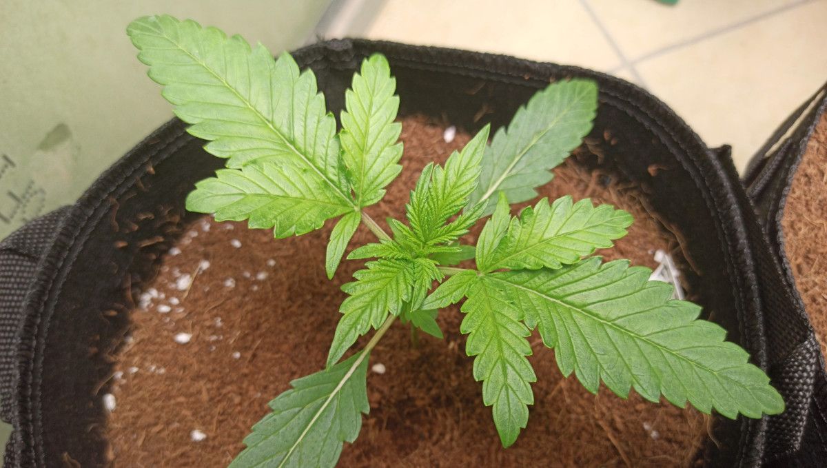 Purple Punch Auto大麻品种周周指南：俯瞰健康2周龄大麻