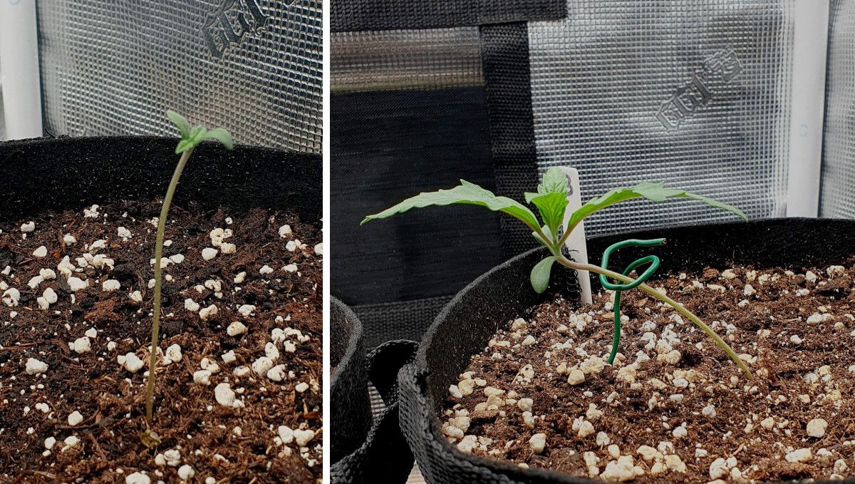 Gorilla Cookies FF cannabis strain: germination and seedling stage | a stretchy seedling supported by wire