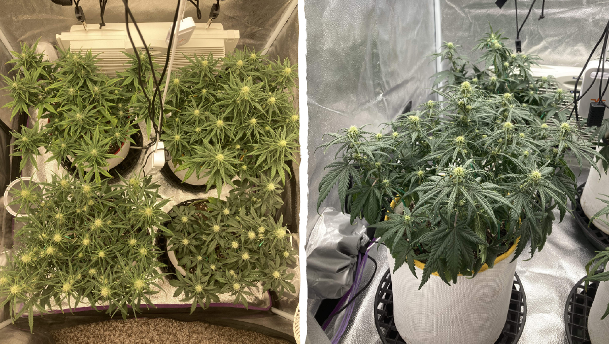 Trainwreck auto week-by-week: flowering stage week 5