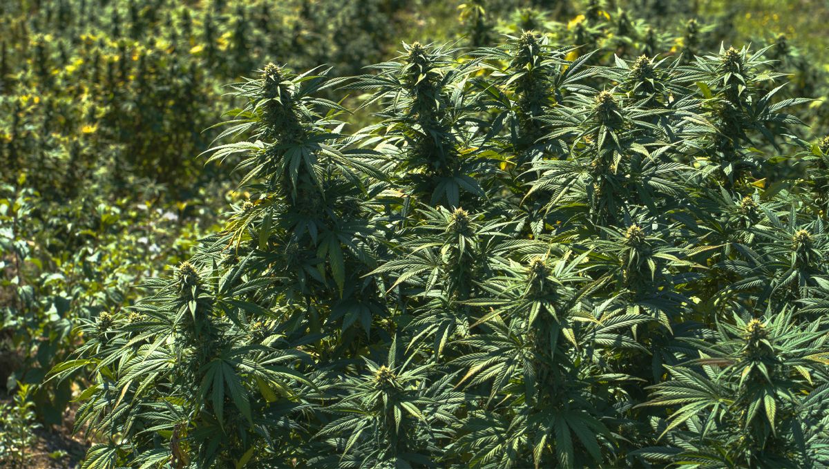 Cómo cultivar semillas de cannabis autoflorecientes al aire libre: Seleccionando la ubicación ideal