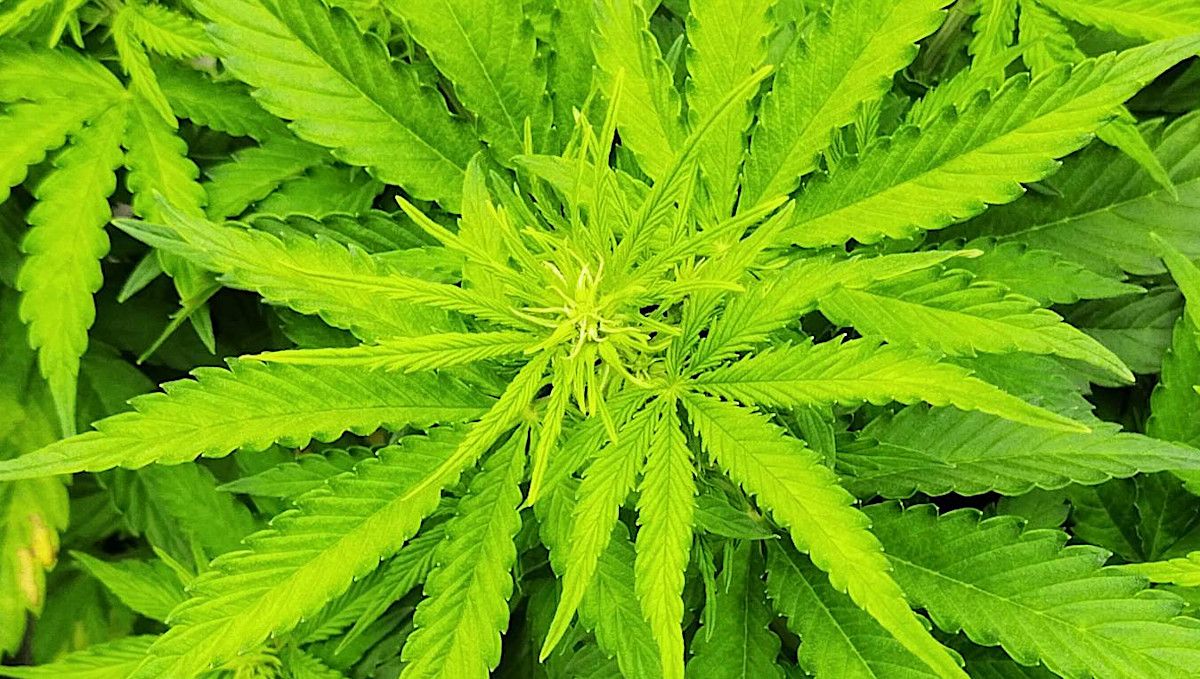 オートマザール大麻ストレイン：移行期（プレフラワー）| 5週目 | 開花直前のトップ