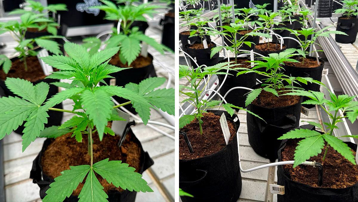 Visão próxima das plantas