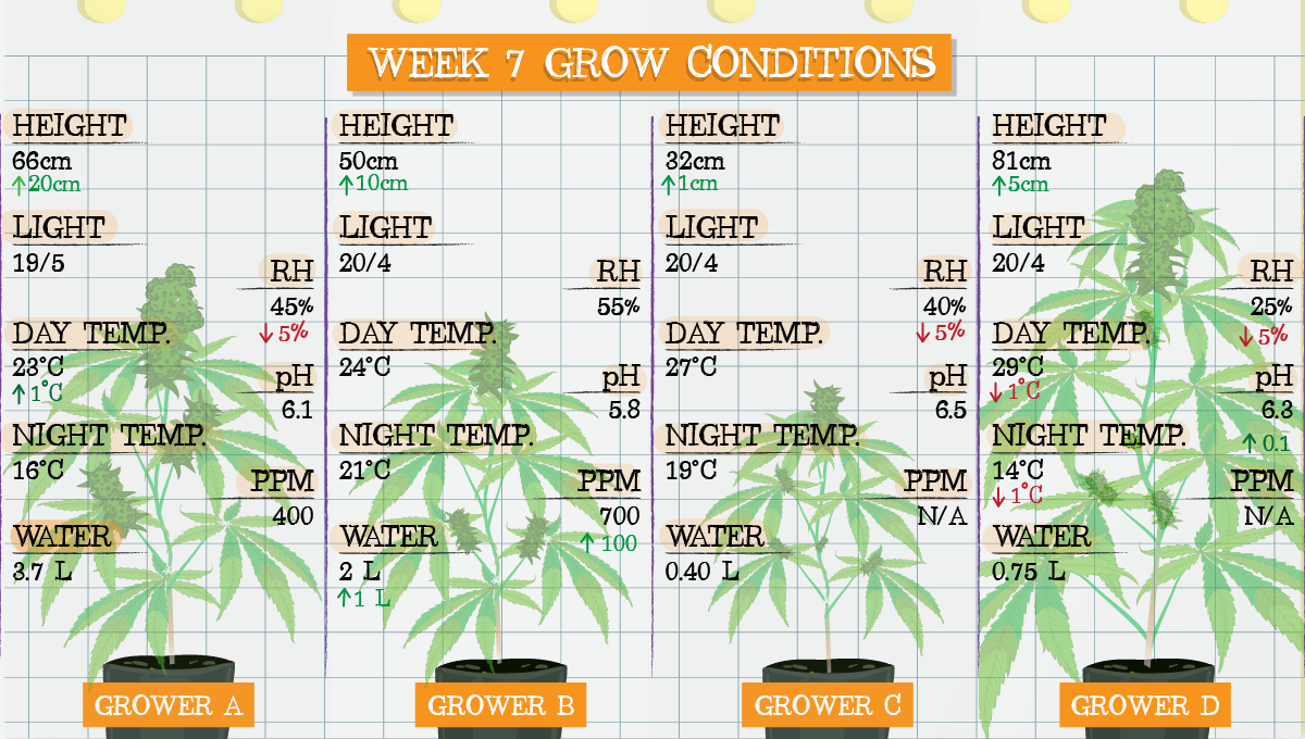 Strawberry Pie Auto Plants Seed Week-by-Week Guide: Week 7 grow conditions