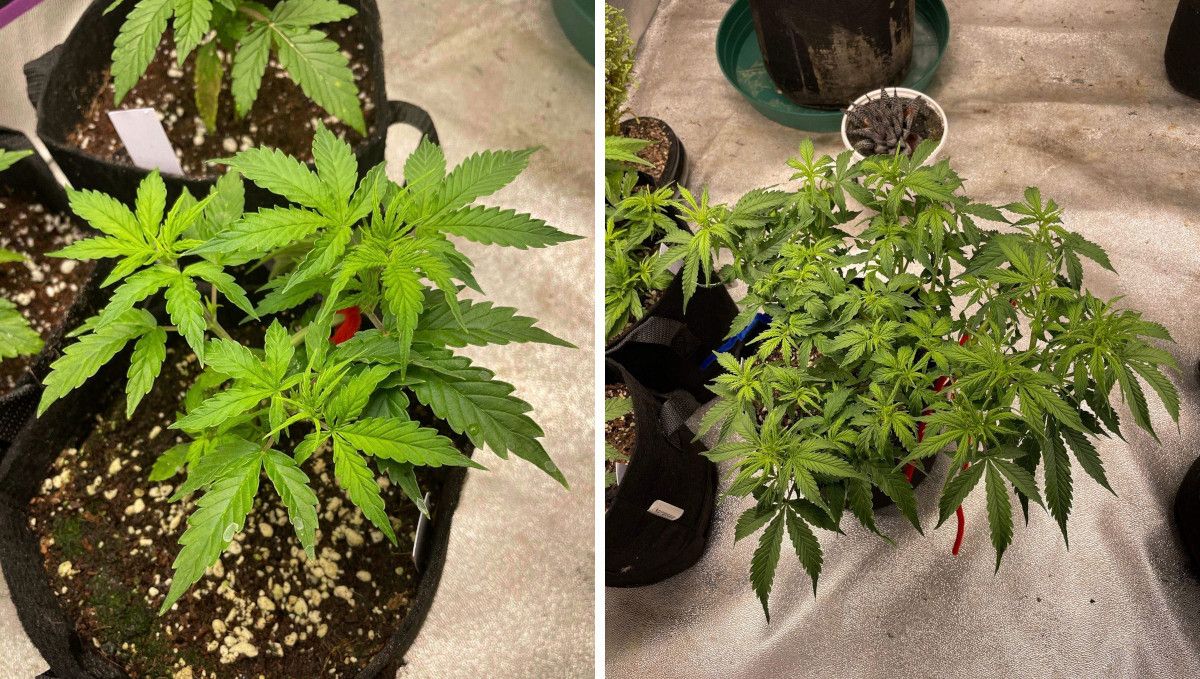 Californian Snow Auto cannabis strain: mid veg | weeks 3-4 | an amazing progress of an indoor autoflower through the vegetative stage
