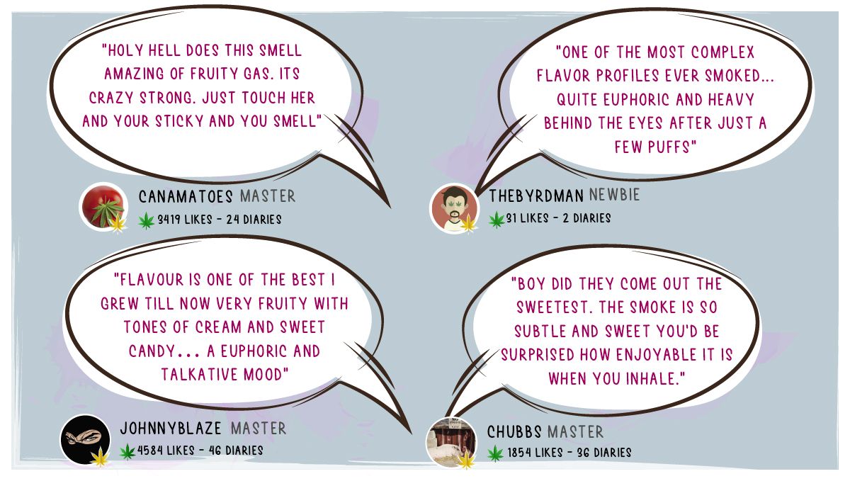 Forbidden Runtz Auto Plants Seed Week-by-Week Guide: Quotes of people describing the high and the flavor of the smoke