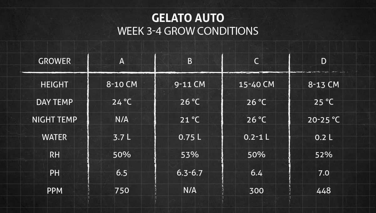 Gelato Auto Cannabis Strain Week-by-Week Guide: Grow conditions in weeks 3-4