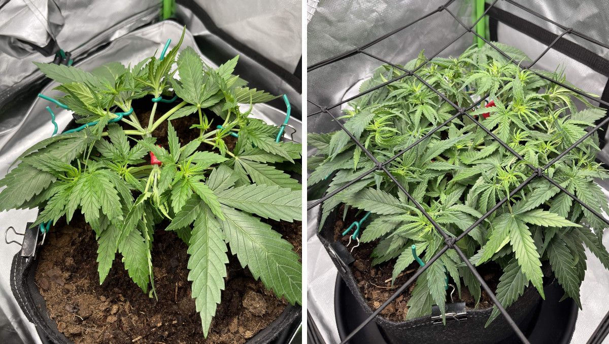 Amnesia Z Auto cannabis strain: mid veg | weeks 3-4 | a vegging weed plant LSTd and ScrOGged
