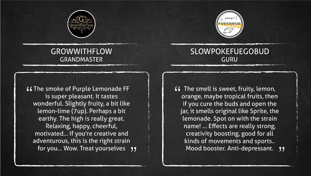 Purple Lemonade FF कैनाबिस स्ट्रेन: स्मोक रिपोर्ट