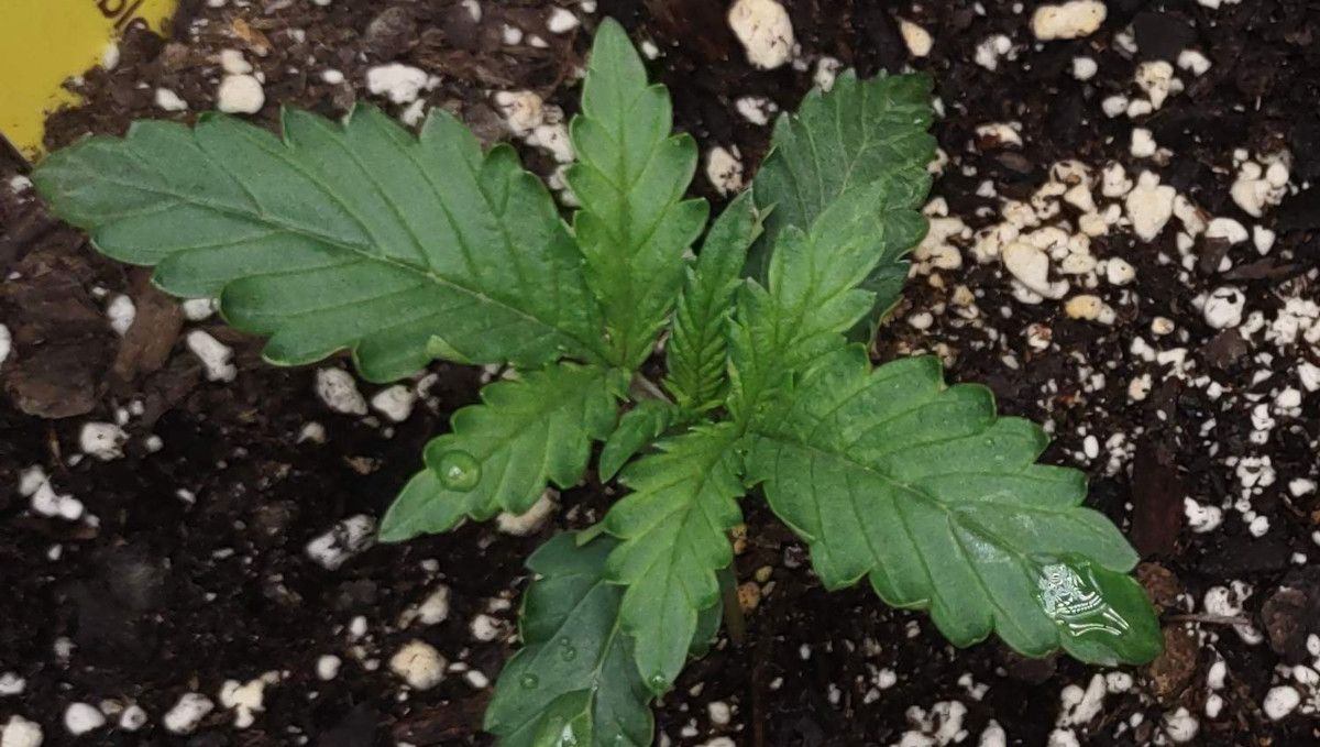 Frosted Guava Auto cannabis strain: early veg | week 2 | in the middle of the 2nd week