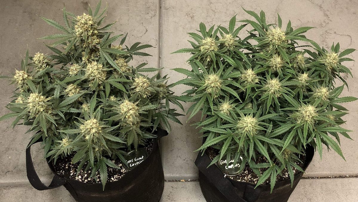 Girl Scout Cookies Auto Plants Seed Week-by-Week Guide: Two very frosty plants plants with buds approaching maturity but still with a lot of white pistils