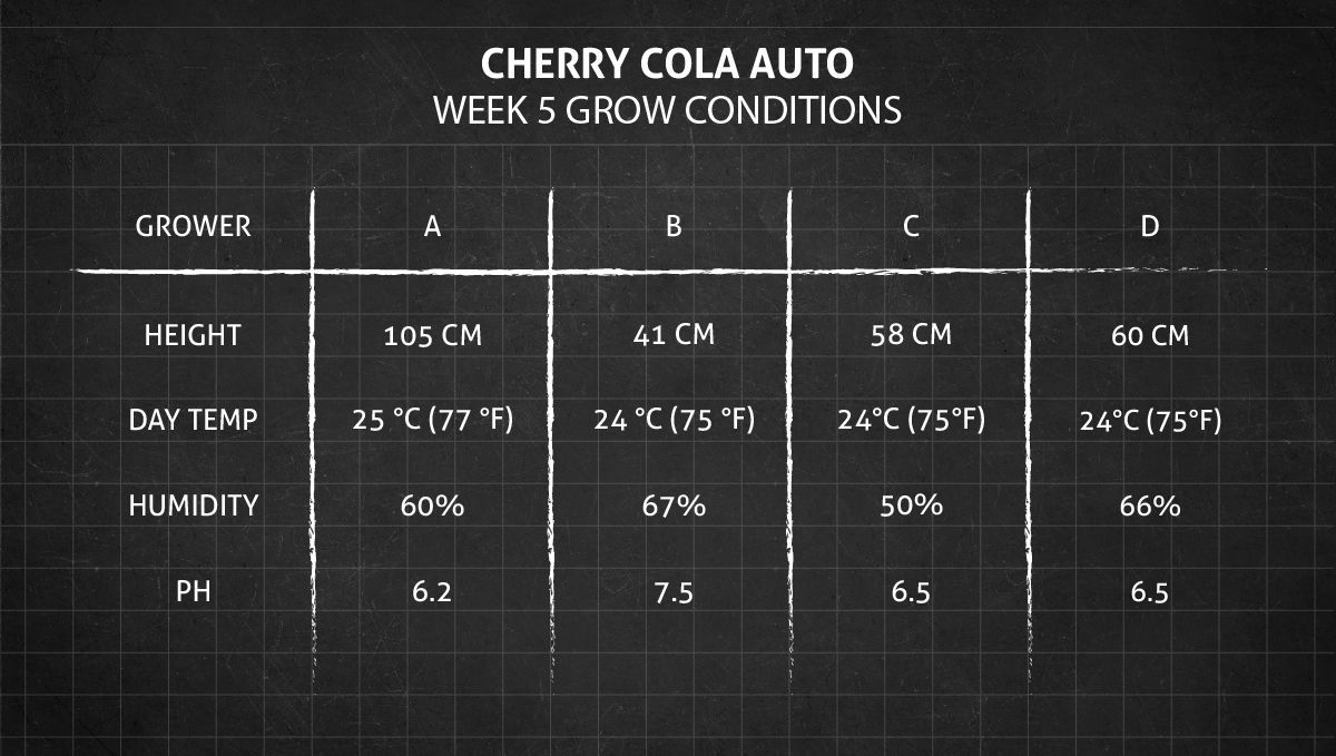 Cherry Cola Auto: เงื่อนไขปลูกสัปดาห์ที่ 5