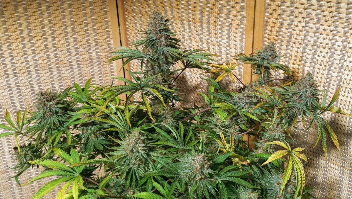 GG4 Sherbet FF cannabis strain: ripening and harvest | weeks 12 | a mature plant with big, dense buds and fading fan leaves