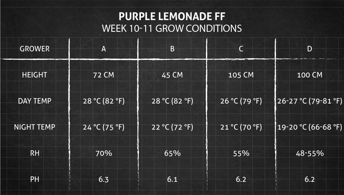 Purple Lemonade FF कैनाबिस स्ट्रेन: हफ्ता 10-11 ग्रो कंडीशन