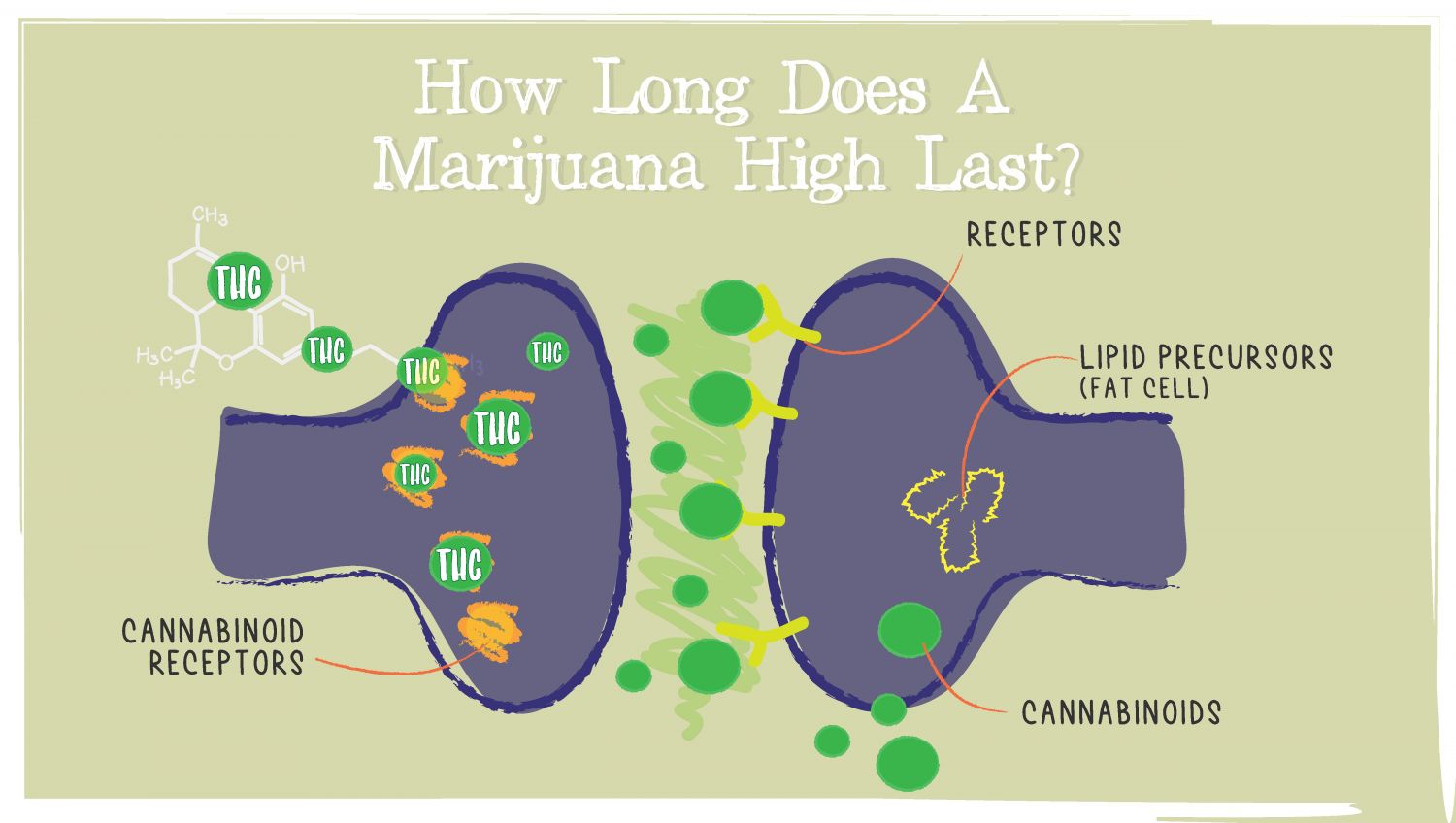 How Long Does A Plants High Last?