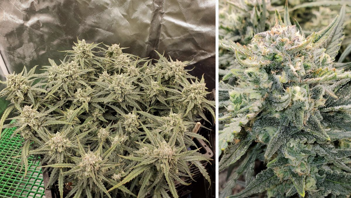 Forbidden Runtz Auto 대마 스트레인 주차별 가이드: 늦은 개화, 서리 내린 멀티탑, 탑 클로즈업