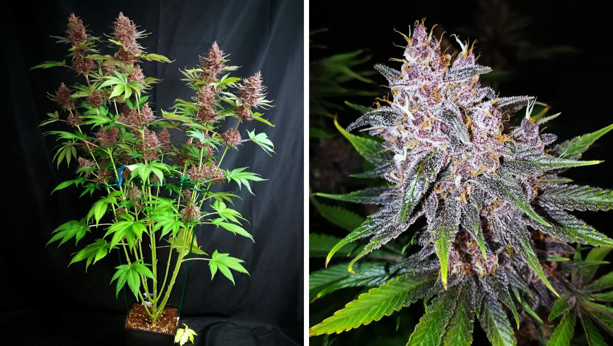 Purple Lemonade FF कैनाबिस स्ट्रेन: पकना और हार्वेस्ट | हफ्ता 12 | ग्रो टेंट के बाहर बैंगनी कलियों का पौधा