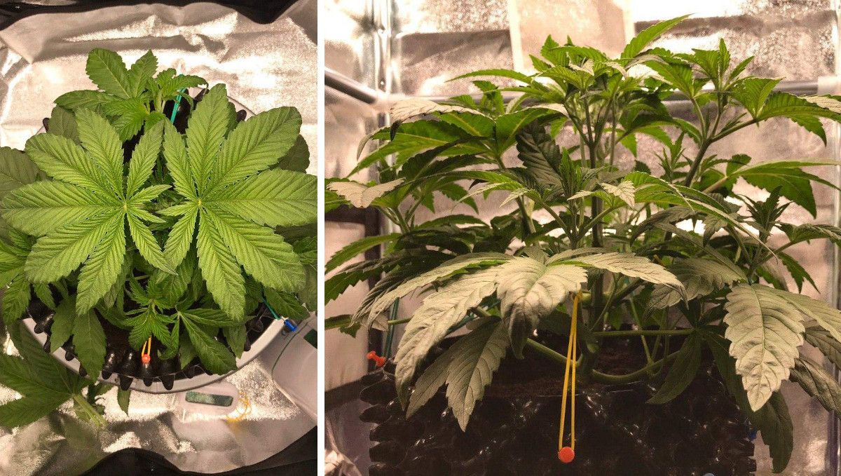Vanilla Kush cannabis strain: mid veg | weeks 3-4