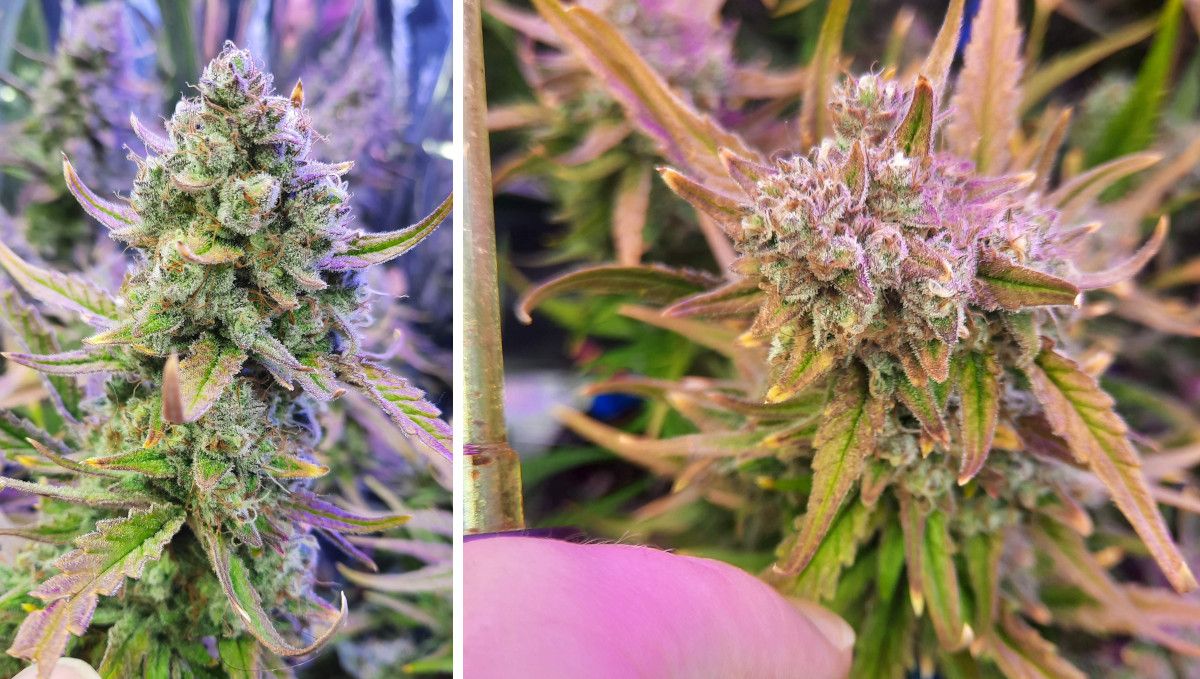 Strawberry Gorilla Auto Cannabissorte: Reifung und Ernte | Woche 10+ | Reif aussehende Colas
