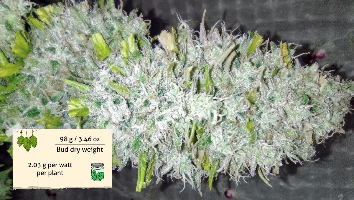 Orange Sherbet Auto Cannabis Strain Week-by-Week Guide: A roughly trimmed mature cola