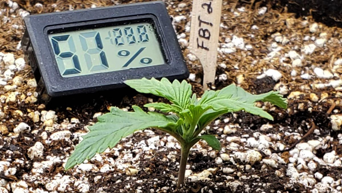 Forbidden Runtz Auto Cannabis Strain Week-by-Week Guide: A closeup of a 1 week old autoflower seedling