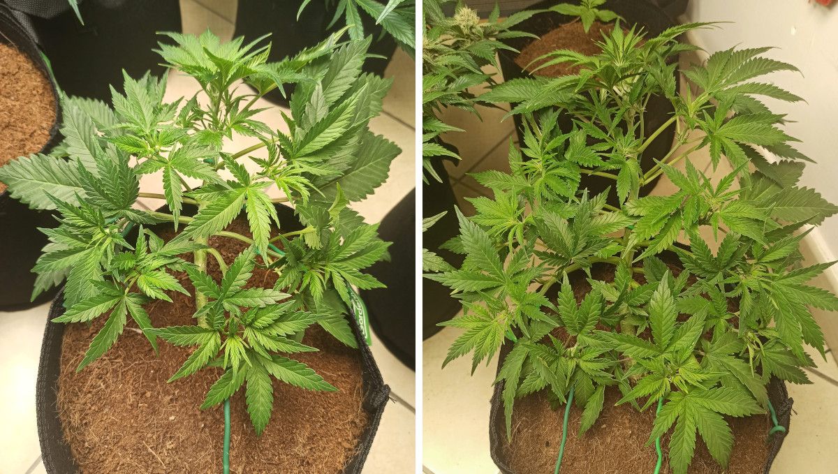 Udhëzues Javë-pas-Jave për Afghan Kush Auto: Bimë kanabisi me degë të dendur LST dhe pistile të para