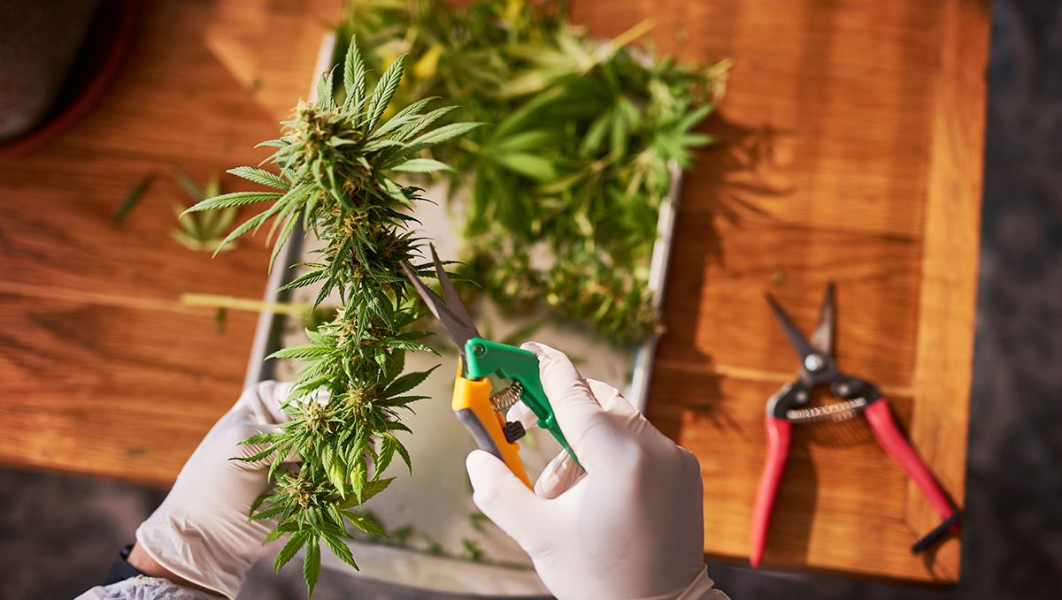 BubbleGum Auto: trimming BubbleGum Auto: trimming