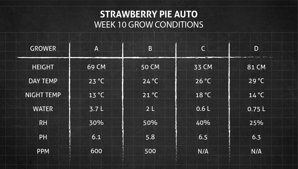 Strawberry Pie Auto Plants Seed Week-by-Week Guide: Week 10 grow conditions