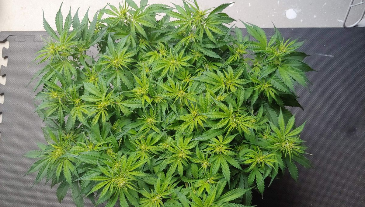 Mexican Airlines Auto cannabis strain: transition (pre-flower) | week 5 | a weed plant with a wide flat canopy and yellowish young leaves on tops