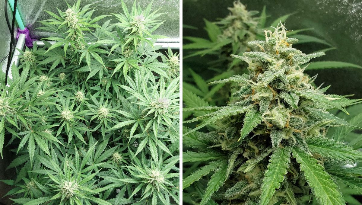Blue Dream Auto ดอกกลาง (ช่วงขุนดอก) | สัปดาห์ 8