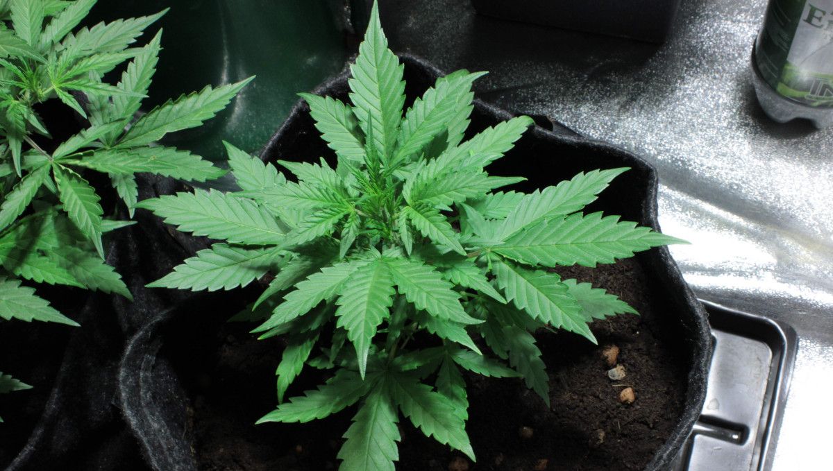 Mexican Airlines Auto cannabis strain: mid veg | weeks 3-4 | a stocky, bushy autoflower