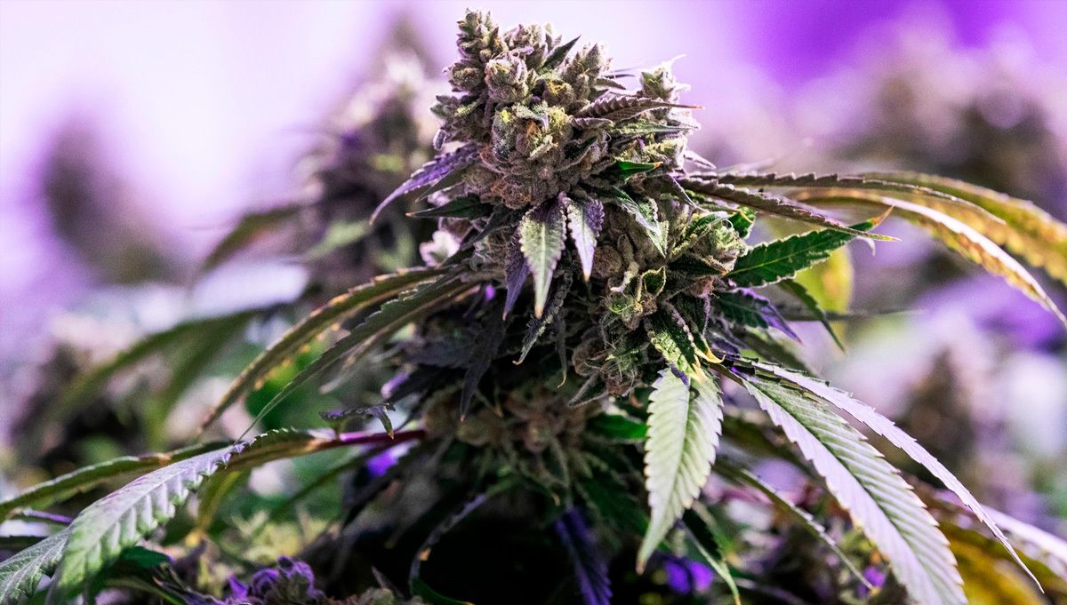 The history of the z autoflowering strain