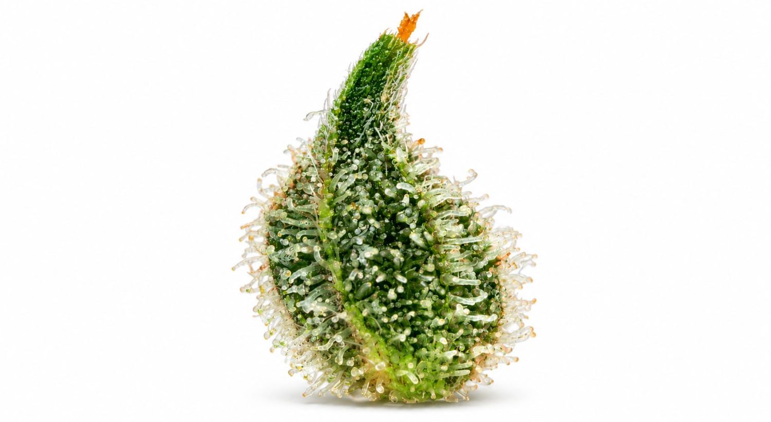 Plants Pflanzen Anatomie: Brakteen
