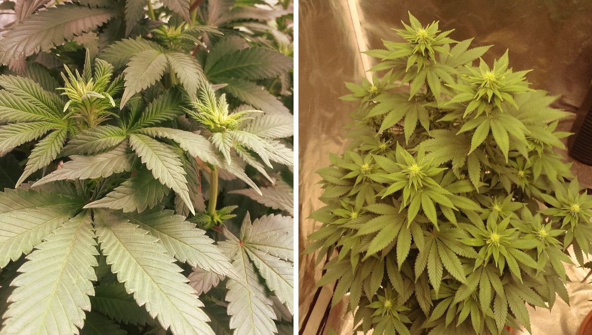 Pineapple Chunk 대마 품종 주차별 가이드: 개화 직전 상부 클로즈업 및 개화 직후 상단 전경