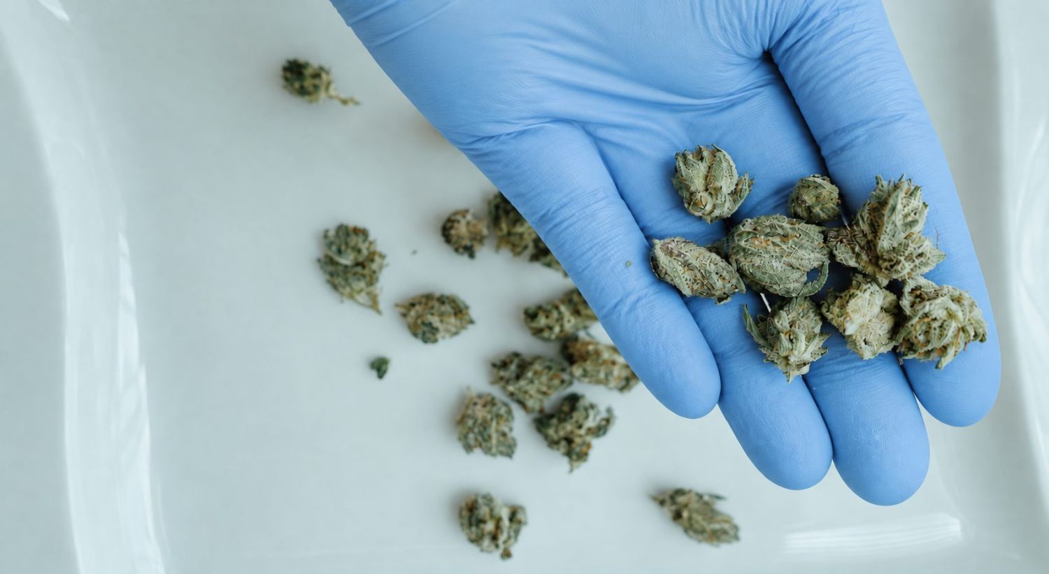 What are Popcorn Buds and How to Avoid Them: Cannabis popcorn buds