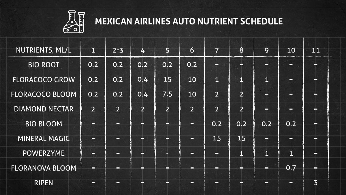 Mexican Airlines Auto cannabis strain: veg and flower nutrient schedule